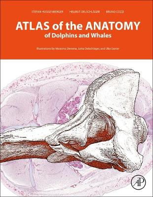 An Interactive Atlas of the Anatomy of Dolphins | Zookal Textbooks | Zookal Textbooks