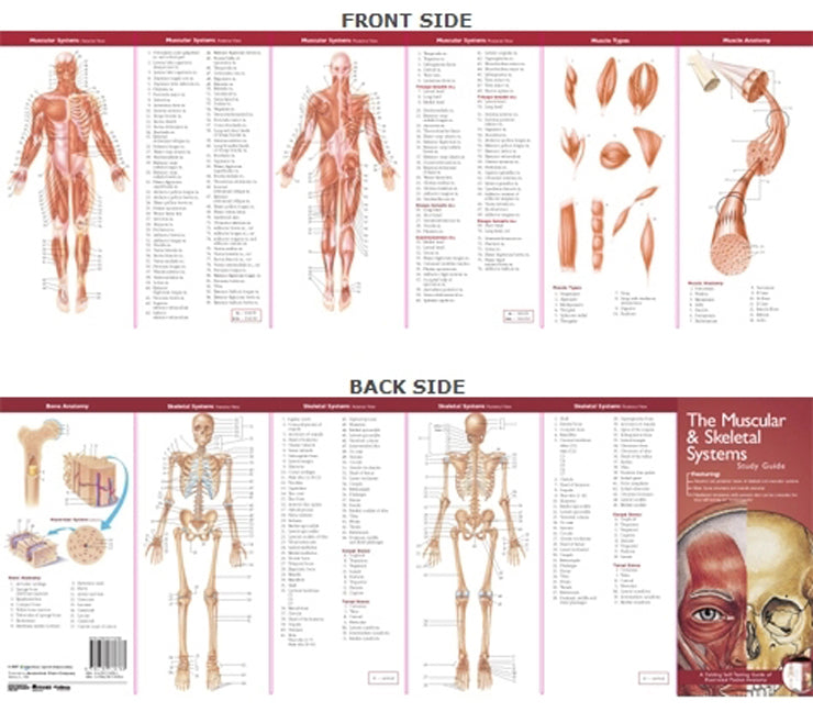 Anatomical Chart Company's Illustrated Pocket Anatomy: The      Muscular & Skeletal Systems Study Guide | Zookal Textbooks | Zookal Textbooks