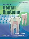 Woelfels Dental Anatomy | Zookal Textbooks | Zookal Textbooks