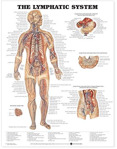 The Lymphatic System Anatomical Chart Paper Unmounted | Zookal Textbooks | Zookal Textbooks